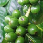 Grüne Kaffee Tabletten