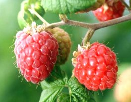Himbeerketon Raspberry Ketone In Deutschland Kaufen